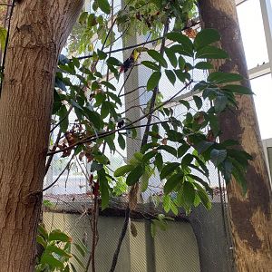 Keel-Billed Toucan 7-11-2023