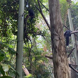 White-Faced Saki Monkey 7-11-2023