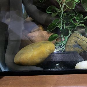 Aquatic Caecilian 7-11-2023