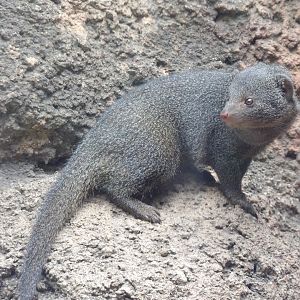 Dwarf Mongoose(Helogale parvula)