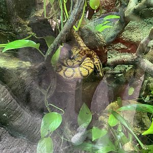 Brazilian Rainbow Boa 7-11-2023