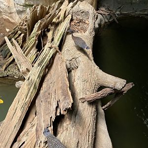 Sunbittern 7-11-2023