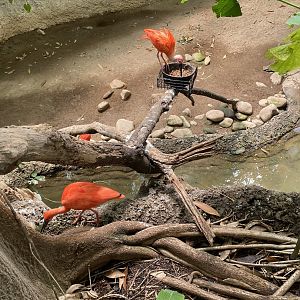 Scarlet Ibis 7-11-2023