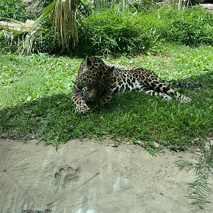 Jaguar 7-11-2023