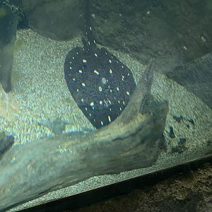 White-Blotched River Stingray 7-11-2023