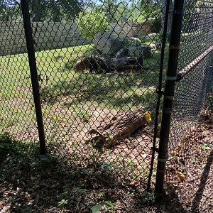 Mr. Pickles 7-11-2023