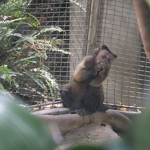 Tufted Capuchin
