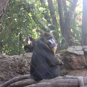 Mandrill