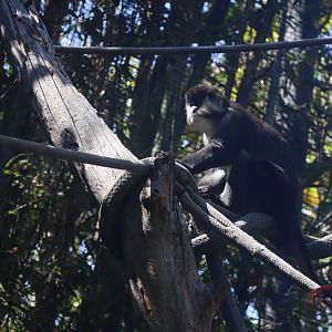 Spot Nosed Guenon