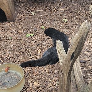 American Mink(Neovison vison)