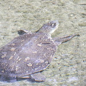 Indian Flapshell Turtle(Lissemys punctata)
