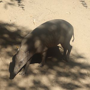 Babirusa