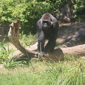 Western Lowland Gorilla