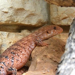Eastern Pilbara Spiny-Tailed Skink(Egernia epsisolus)
