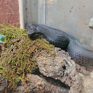 Caucasian Viper(Vipera kaznakovi)