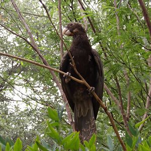 Greater Vasa Parrot(Coracopsis vasa)