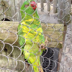 Scaly-Breasted Lorikeet(Trichoglossus chlorolepidotus)