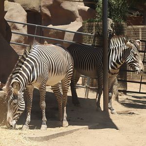 Grevy's Zebra