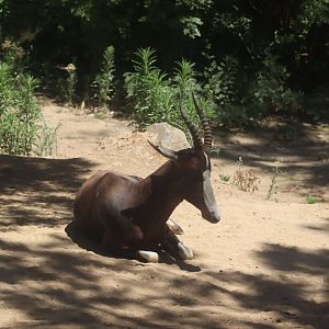 Bontebok