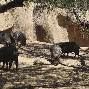 Chacoan Peccaries