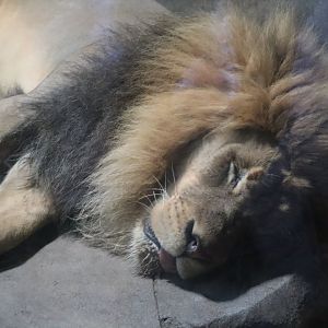 African Lion