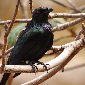 Metallic Starling(Aplonis metallica)