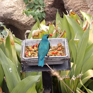 Greater Blue-Eared Starling(Lamprotornis chalybaeus)