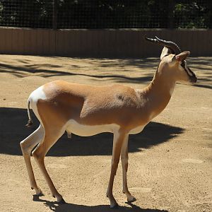 Soemerring's Gazelle