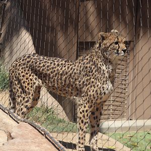 Cheetah