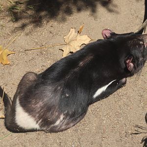 Tasmanian Devil