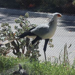 Secretary Bird