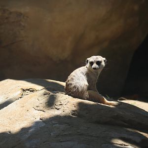 Meerkat