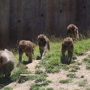 Hamadryas Baboons