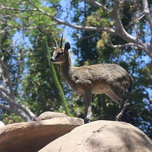 Klipspringer