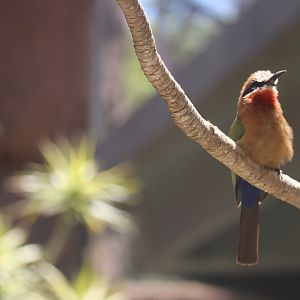 Bee-Eater