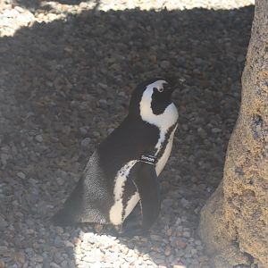 African Penguin