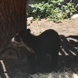 Spectacled Bear Cub