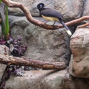 Tropical Bird House - Plush-Crested Jay