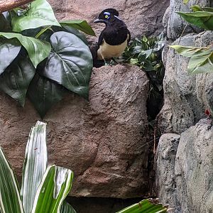 Tropical Bird House - Plush Crested Jay