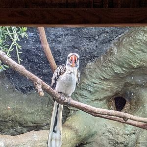 Tropical Bird House - Red-Billed Hornbill