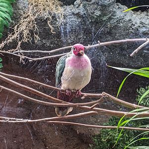 Tropical Bird House - Jambu Fruit Dove