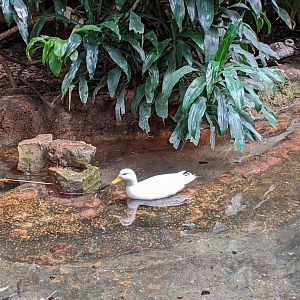 Tropical Bird House - Call Duck