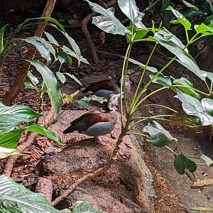 Tropical Bird House - Ringed Teal