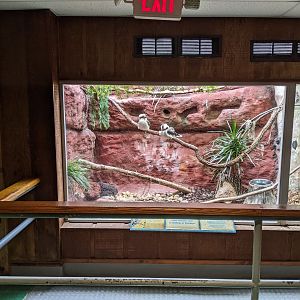 Tropical Bird House - Kookaburra Exhibit