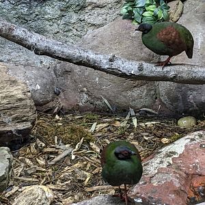 Tropical Bird House - Crested Wood Partridge