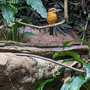Tropical Bird House - Guam Kingfisher