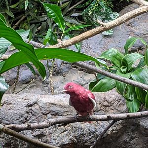 Tropical Bird House - Pompadour Cotinga