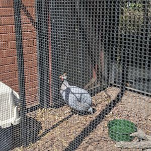 Tropical Bird House - Guineafowl (Seen in one of the outside aviaries)