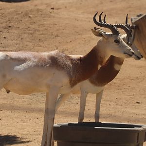 Dama Gazelle