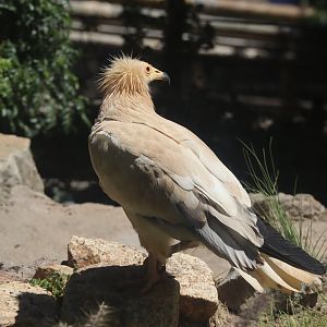 Egyptian Vulture